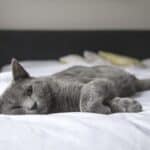 Stress in cats: 11 signs to watch out for