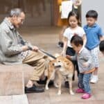The elderly dog ​​is always scared: what is important to know
