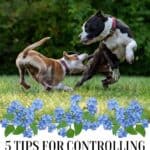 5 tips for controlling a hyperactive dog