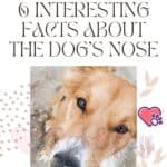 6 interesting facts about the dog's nose