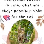 Accidental-wounds-in-cats-what-are-they-Possible-risks-for-the-cat-1a