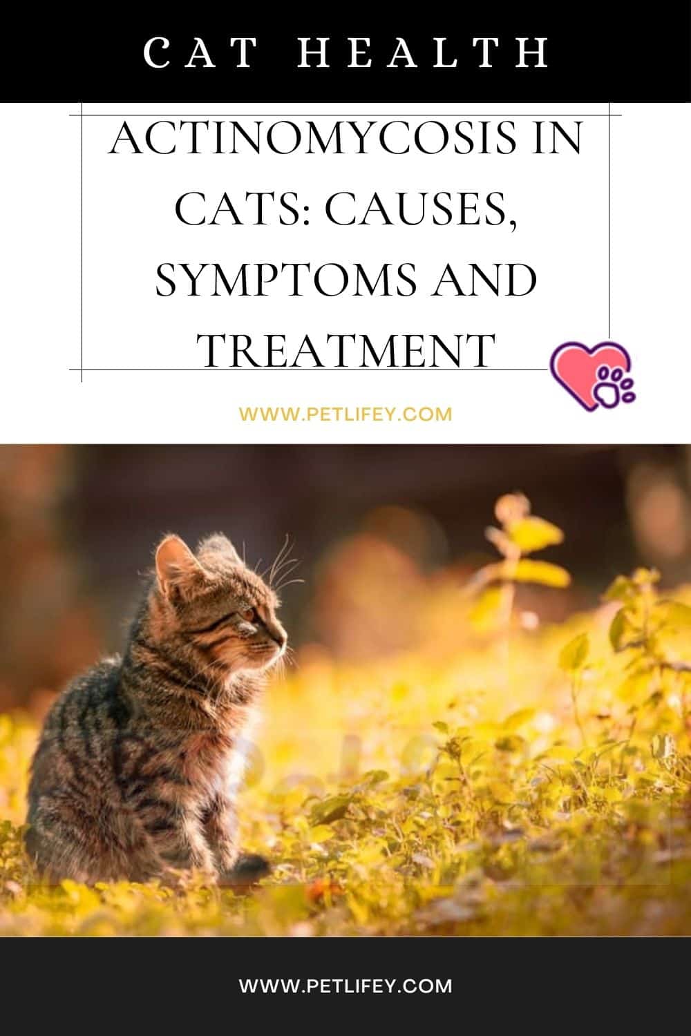 Actinomycosis in cats