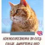 Adenocarcinoma in Cats