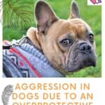 Aggression-in-Dogs-due-to-an-Overprotective-Attitude-of-Owners-1a