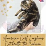 American Curl Longhair Cat health: the Common Diseases of this breed