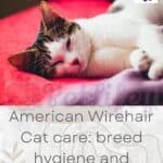 American-Wirehair-Cat-care-breed-hygiene-and-grooming-tips-1a