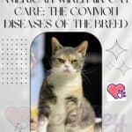 American Wirehair Cat care: the common diseases of the breed