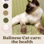 Balinese Cat care: the health problems of this breed