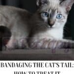 Bandaging the cat's tail: how to treat it correctly