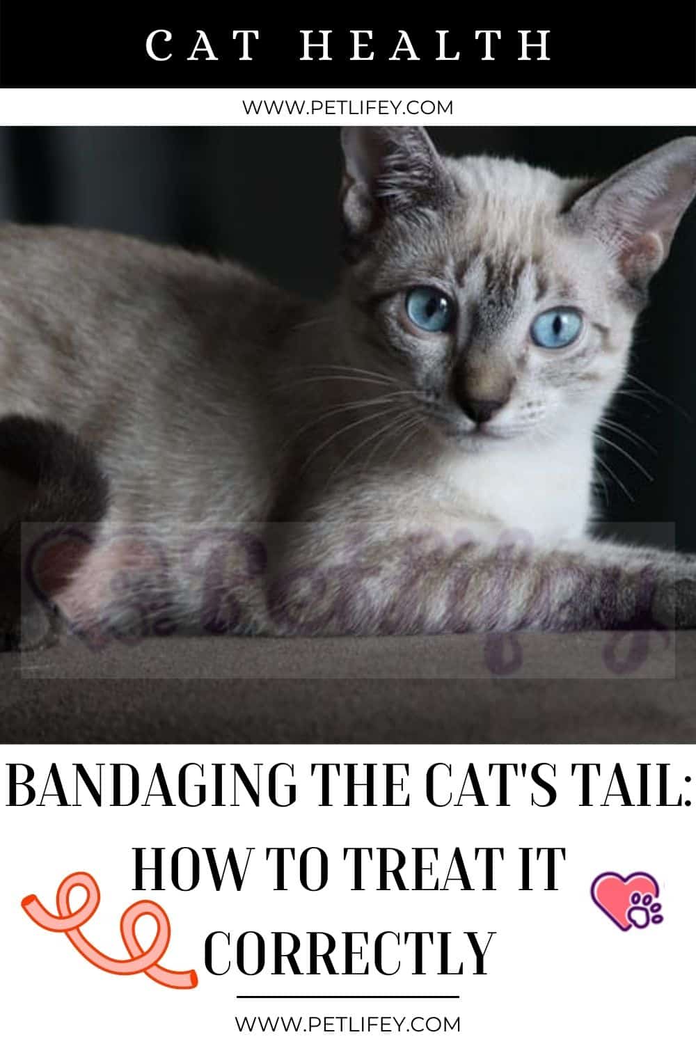 Bandaging the cat's tail
