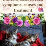 Blastomycosis-in-cats-symptoms-causes-and-treatment-1a