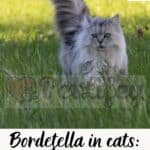 Bordetella in Cats:symptoms, causes and treatment