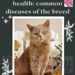 British Shorthair Cat health: common diseases of the breed