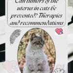 Can tumors of the uterus in cats be prevented? Therapies and recommendations