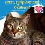 Cat Urinary Problems: cause, symptoms and treatment