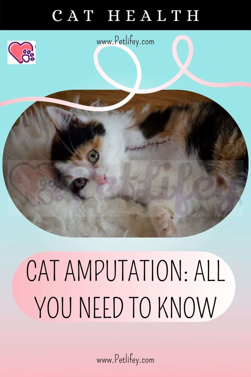 Cat amputation
