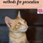 Cat ear care instructions: methods for prevention
