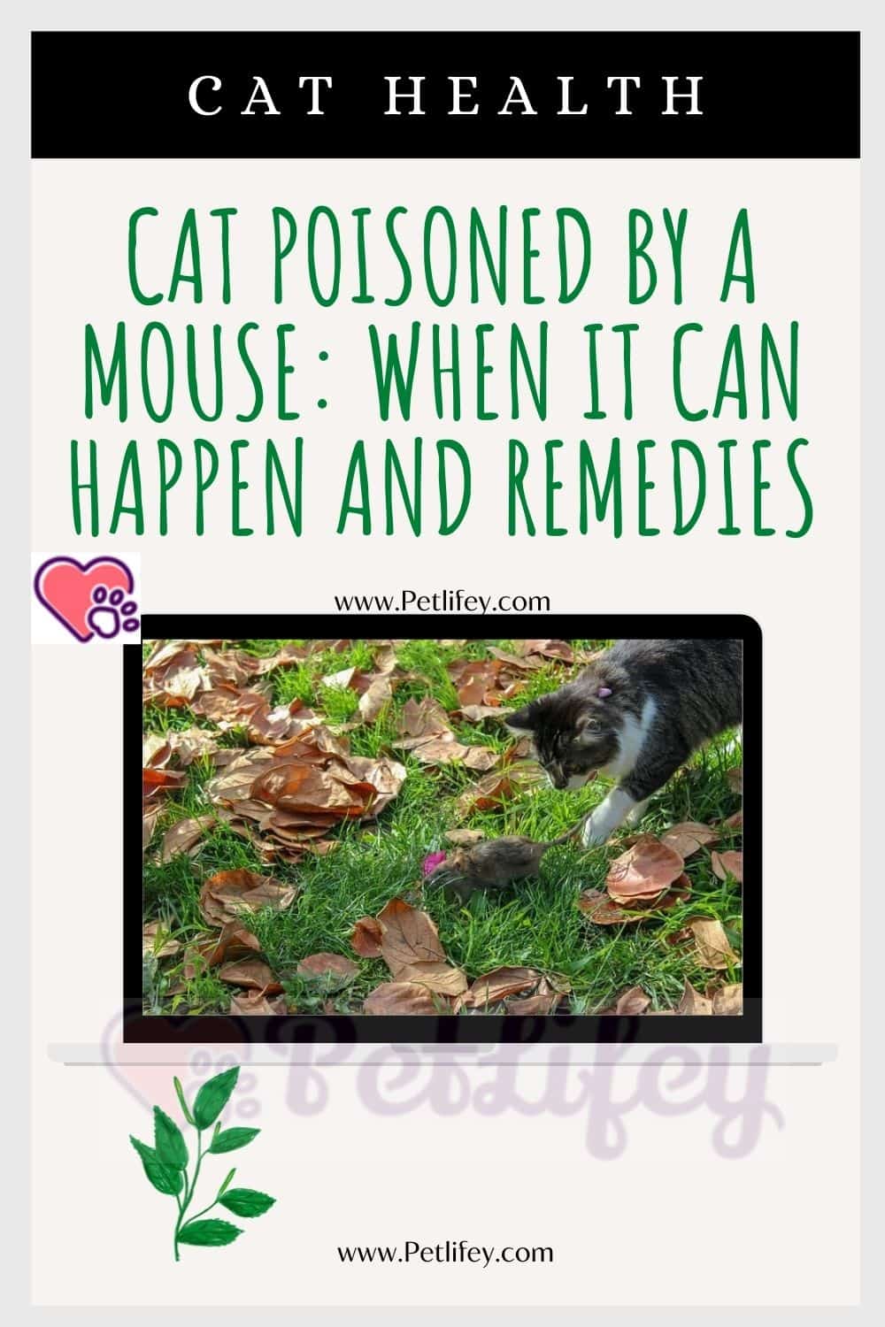 Cat poisoned by a mouse
