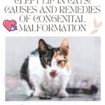 Cleft lip in cats: causes and remedies of congenital malformation