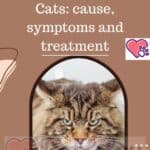 Contact-poisoning-in-Cats-cause-symptoms-and-treatment-1a