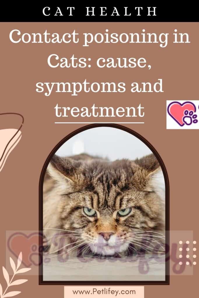 Contact Poisoning in Cats: Identifying Causes, Recognizing Symptoms, and Exploring Treatments