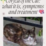 Coryza of the Cat: what it is, symptoms and treatment