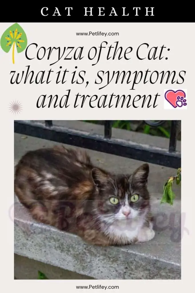Coryza of the Cat: Understanding Symptoms, Causes, and Treatment Options