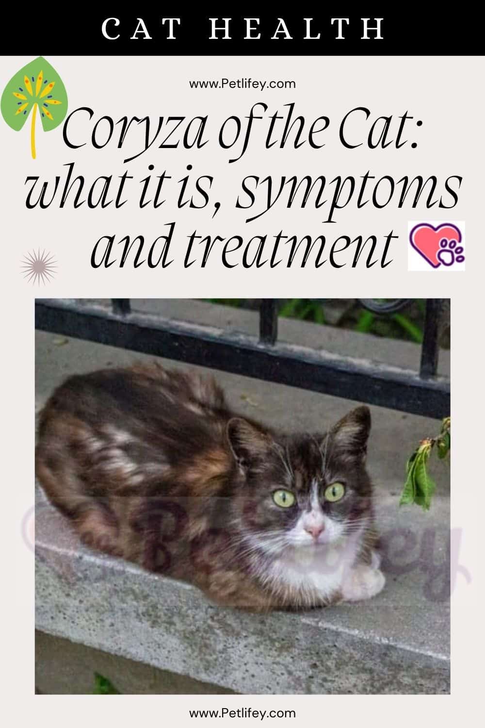 Coryza of the Cat