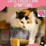 Cryptosporidiosis in Cats: causes and symptoms