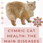 Cymric Cat health: the main diseases of this breed