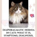 Diaphragmatic hernia in cats