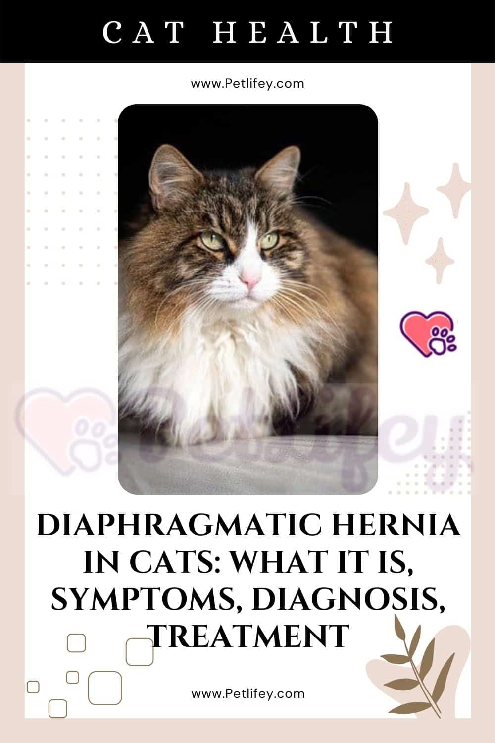 Diaphragmatic hernia in cats