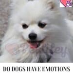 Do Dogs have Emotions or Feelings?