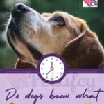 Do-dogs-know-what-time-it-is-1a
