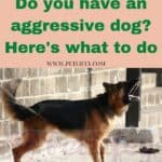 Do you have an aggressive dog? Here's what to do
