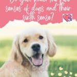 Do you know the five senses of dogs and their sixth sense?