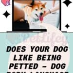 Does Your Dog Like Being Petted – Dog Body Language