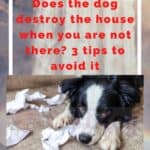 Does the dog destroy the house when you are not there? 3 tips to avoid it