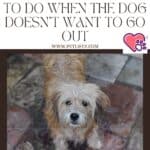 Dogs and rain: what to do when the dog doesn't want to go out
