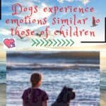 Dogs experience emotions similar to those of children