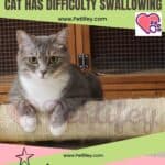 Dysphagia in Cats: when the cat has difficulty swallowing