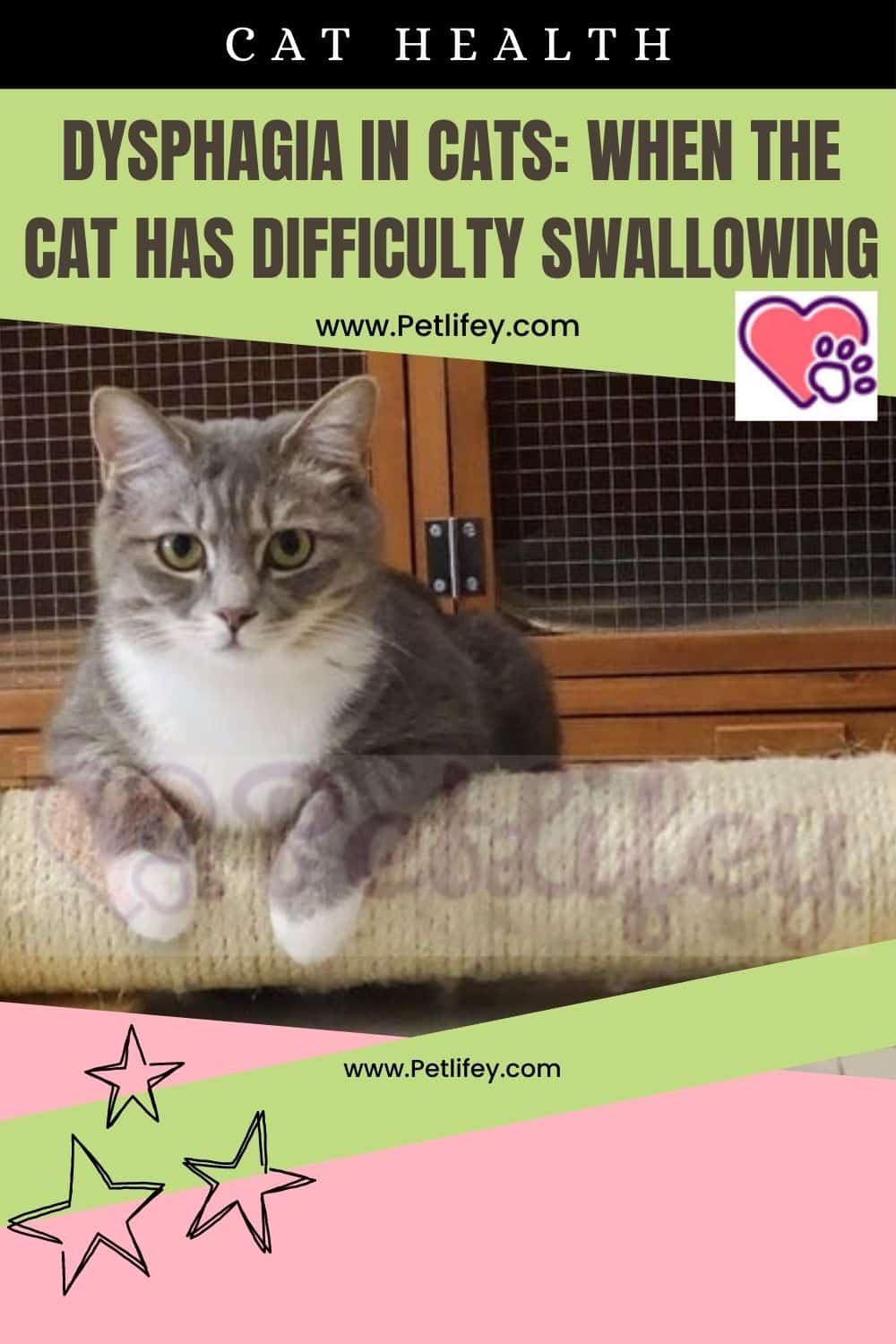 Dysphagia in Cats: when the cat has difficulty swallowing