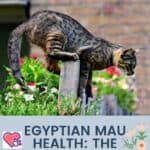 Egyptian Mau health: the common diseases of this breed