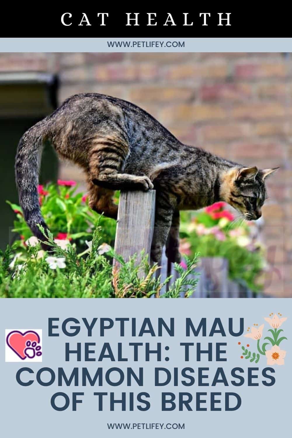 Egyptian Mau health