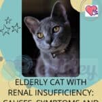 Elderly cat with renal insufficiency: