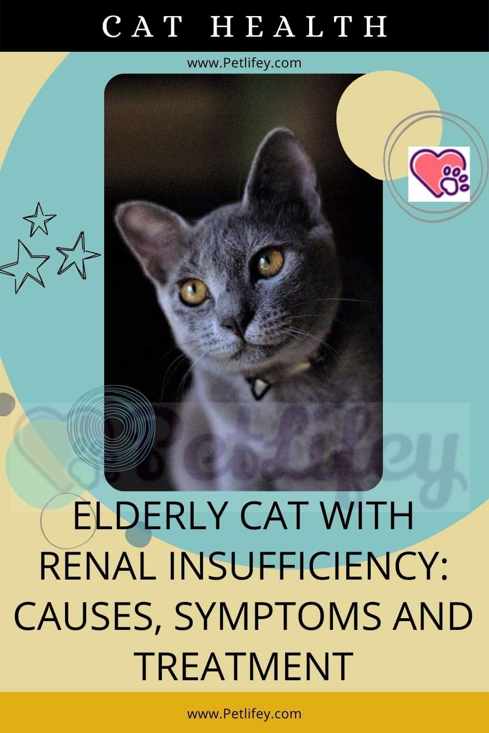 Elderly cat with renal insufficiency: