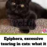 Epiphora, or excessive tearing in cats: what it is and how to intervene