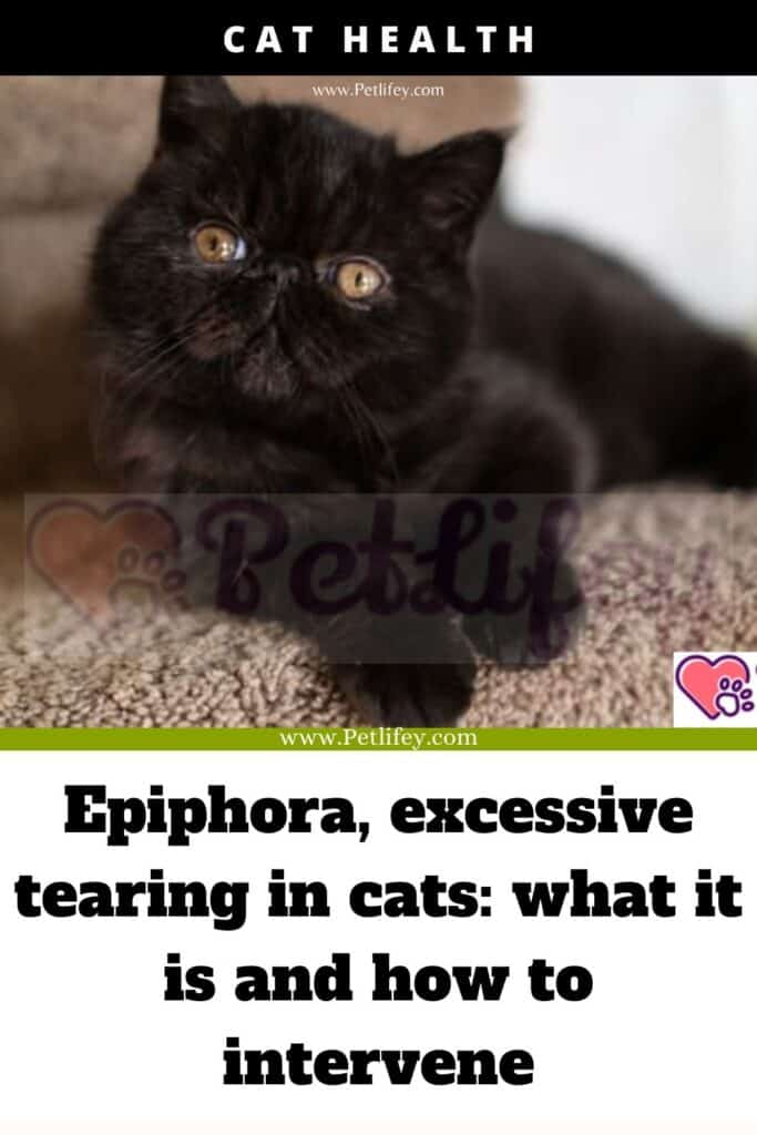 Epiphora in Cats: Understanding Excessive Tearing and Intervention Strategies