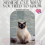 Eye diseases in the Siamese cat. What you need to know