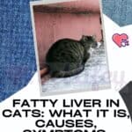 Fatty liver in cats: what it is, causes, symptoms, treatment